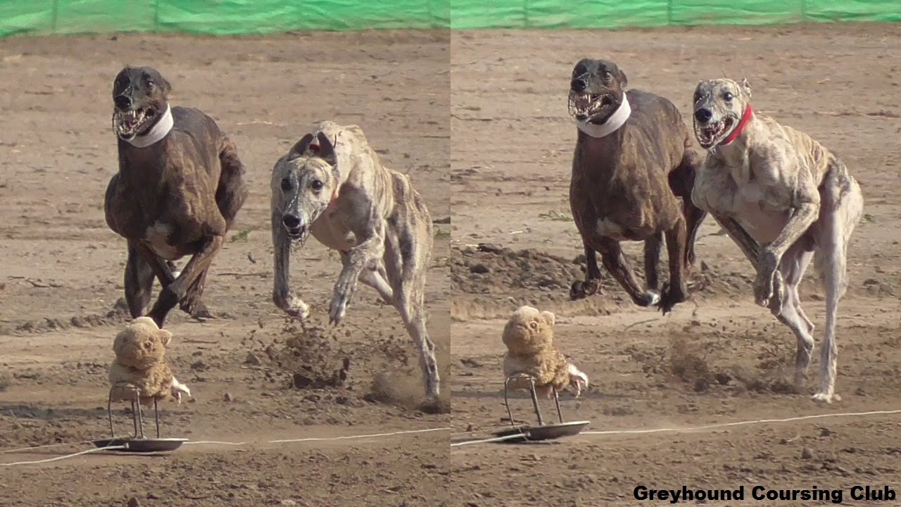 Best Greyhound Races YouTube Best Greyhound Races YouTube