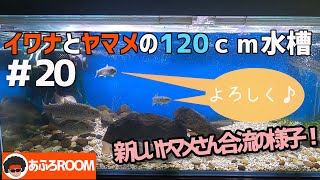 釣ってきたヤマメの合流♪　～～2020年3月の様子～～　【イワナとヤマメの120ｃｍ水槽】＃20