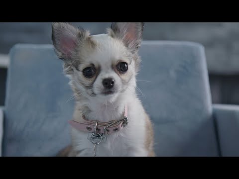 Video: När Ska Du Byta Valp Till En Vuxen Hundmat
