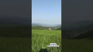 İsmayıllı Rayonu Mollaisaqlı Kəndi