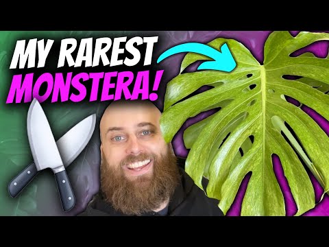 Video: Буттуу Monstera Deliciosa өсүмдүктөрү үчүн чечимдер