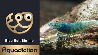 Blue Bolt Shrimp Thumbnail