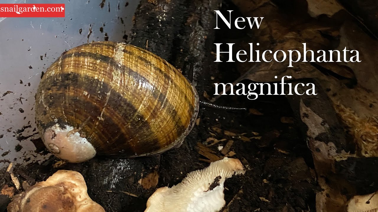 New Helicophanta magnifica and snail room update