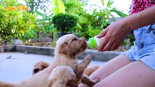 Susu Vlog | Take care of lovely Golden puppies