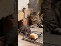 タビー猫はマウスがパンを食べるのを待っていた。#cat #mouse 🐱🐹🐱🐹