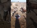 الحمار يصدر أصوات عالية صوت الحمار المضحك Donkey FunnyDonkey AnimalSounds 