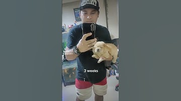 Chow Chow Growing Stages