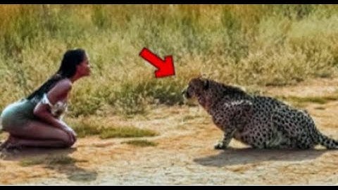 She Risked Her Life for a Dying Cheetah… What Happened Next Shocked Everyone