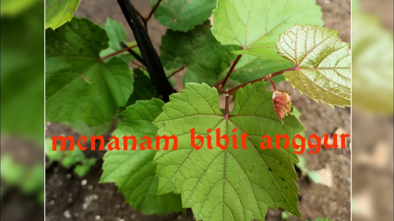 Cara menanam dan merawat bibit anggur masa pertumbuhan (vegetatif)