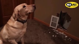 Funny Guilty Dogs Caught Red-Handed 😂 | Funny Dog Compilation