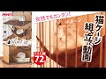 仔猫からのケージに_コンパクト&女性でも簡単組立て_スリムキャットサークル_SlimCatCircle_ボンビアルコン猫_ボンビ猫