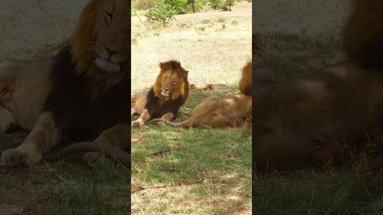male lions resting in savannah at africa 2022 08 03 13 38 36 utc