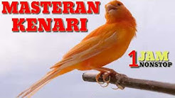 #kenari #murai #lovebird Kenari Durasi Panjang Cengkok Mewah Full Isian  - Durasi: 59:27. 
