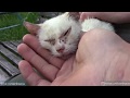 Лечение кота катушкой Мишина. Поможет ли катушка Мишина для лечения животных?