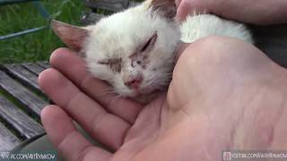 Лечение кота катушкой Мишина. Поможет ли катушка Мишина для лечения животных?