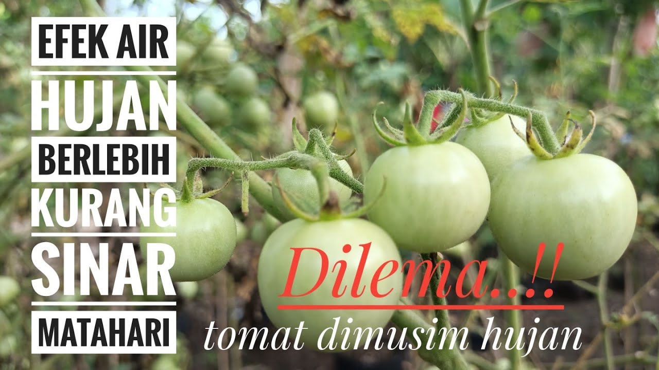 Dilema menanam tomat dimusim penghujan