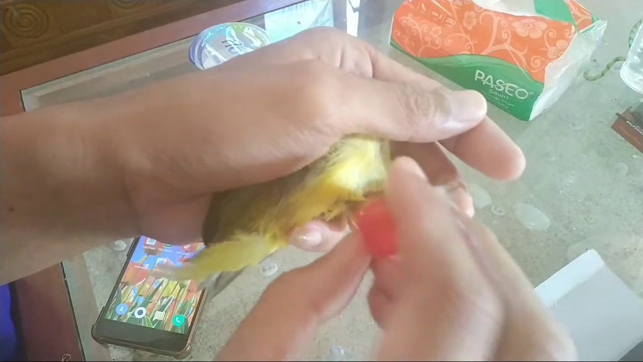 MENGOBATI kaki Burung Luka Sembuh Dengan Cepat Dan Aman