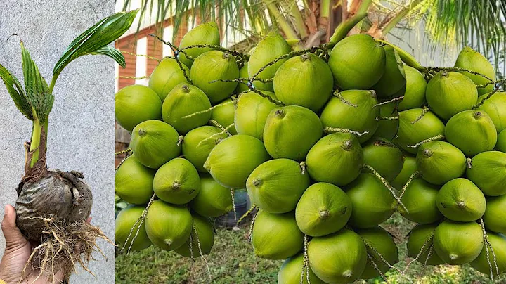 How to propagate coconut with banana to get many fruits in a short time-How to grow a coconut tree
