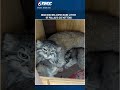 Rare Pallas’s cat kittens born at Niabi Zoo mark conservation milestone