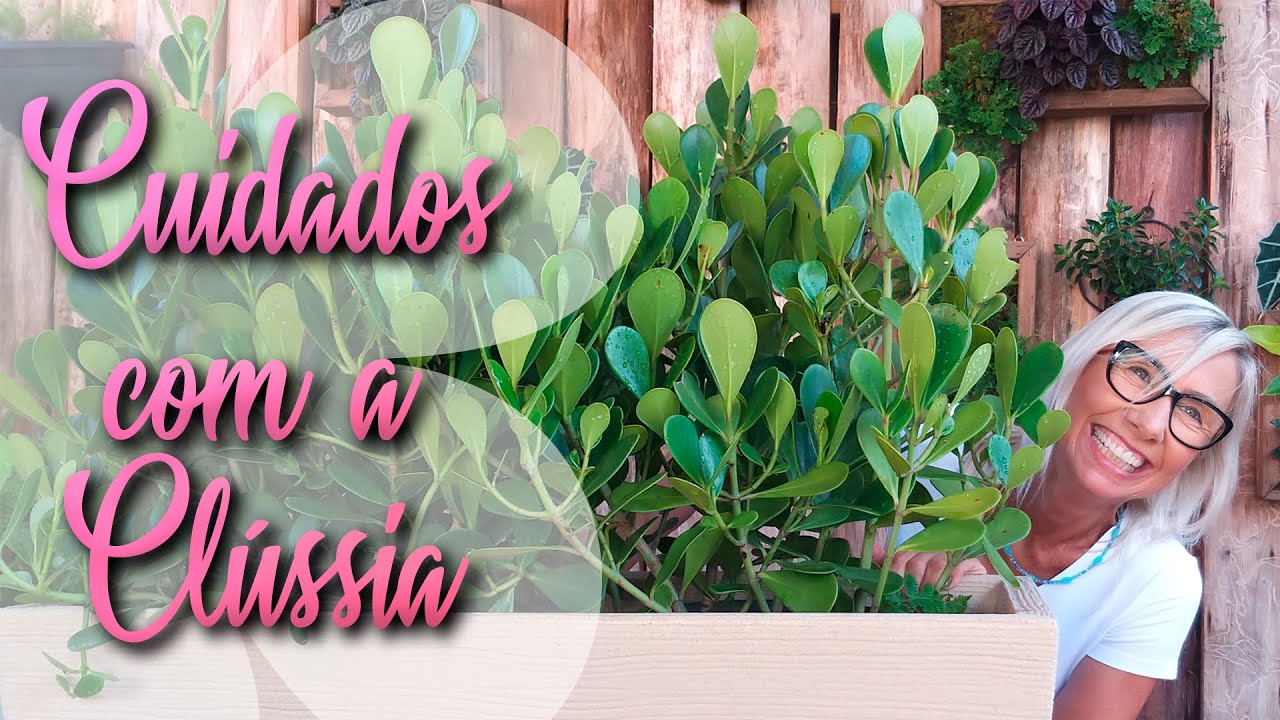 Como cuidar da planta Clussia #paisagismo #jardinagem #jardim #floricultura #dicas #cursos #plantas Como cuidar da planta Clussia #paisagismo #jardinagem #jardim #floricultura #dicas #cursos #plantas