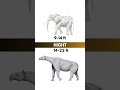 GIANT Elephant VS Paraceratherium