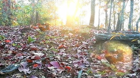 ต่อไก่ป่า(เจ้าดีดิ)​เข้าดีมาก_dib qaib qus tuaj zoo heev li [ Hmong ]​ 2022