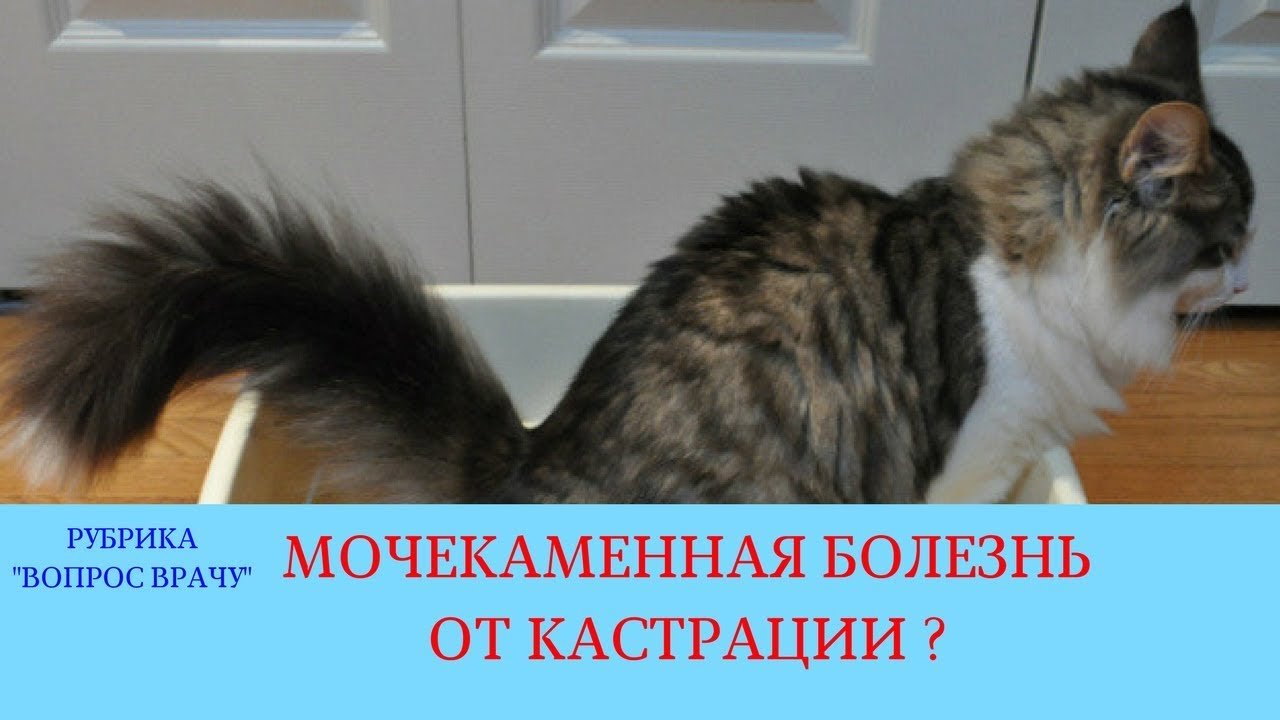 Симптомы мочекаменной болезни у некастрированных котов