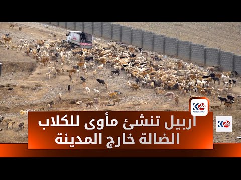 اربيل تنشئ مأوى للكلاب الضالة خارج المدينة