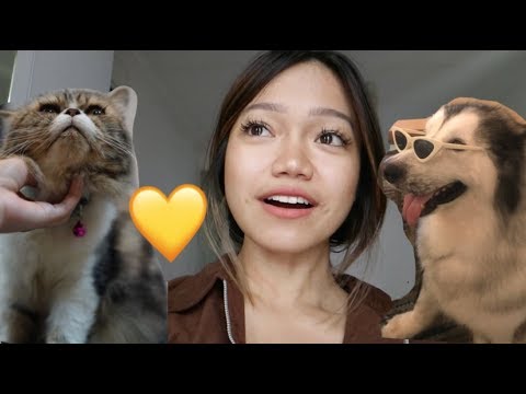 cats vs dogs - cats vs dogs