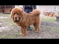 СОБАКА-ЛЕВ. Тибетский Мастиф. Dog - lion. Tibetan Mastiff Galsan (14 months.).Одесса.