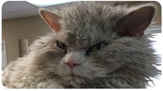 СУРОВЫЙ КОТ АЛЬБЕРТ СУРОВЫЙ КОТ АЛЬБЕРТ
