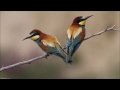 Guepiers - Bee-eaters in the Wild