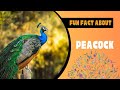 The Adventurous Journey with Peacocks