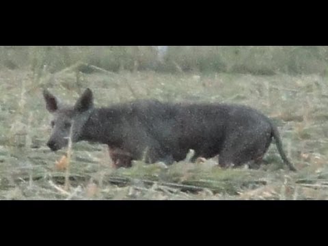 Video: Chupacabra Spotted In Oklahoma. Or Another Bald Coyote - Alternative View