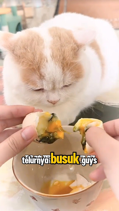 Telur Busuk? Cemong Udah Tau Duluan!