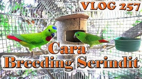 how to BREEDING SERINDIT // 2020 Years _ Vlog 257