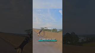 K9 Jumps Off 40-foot Bridge 😳