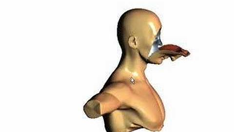 Deformation Rendering