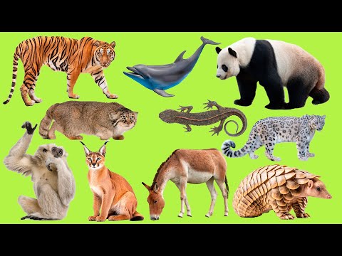 Learning Asian animals for Kids in English (Vocabulary and Sounds)