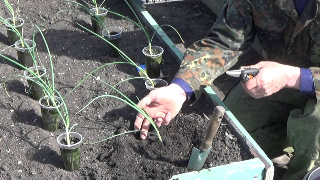 Когда высаживать лук. Лук Эксибишен рассада. Лук Эксибишен посадка на рассаду. Эксибишен (Эксибишн) лук.