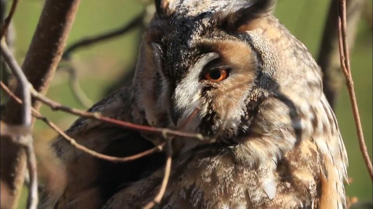 Waldohreule im Garten YouTube