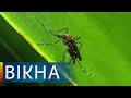 Новини світу: у США генномодифікованих комарів випустили на вільні хліби | Вікна-Новини