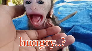 shout..!! Baby monkey Cutis is angry, because of what..?