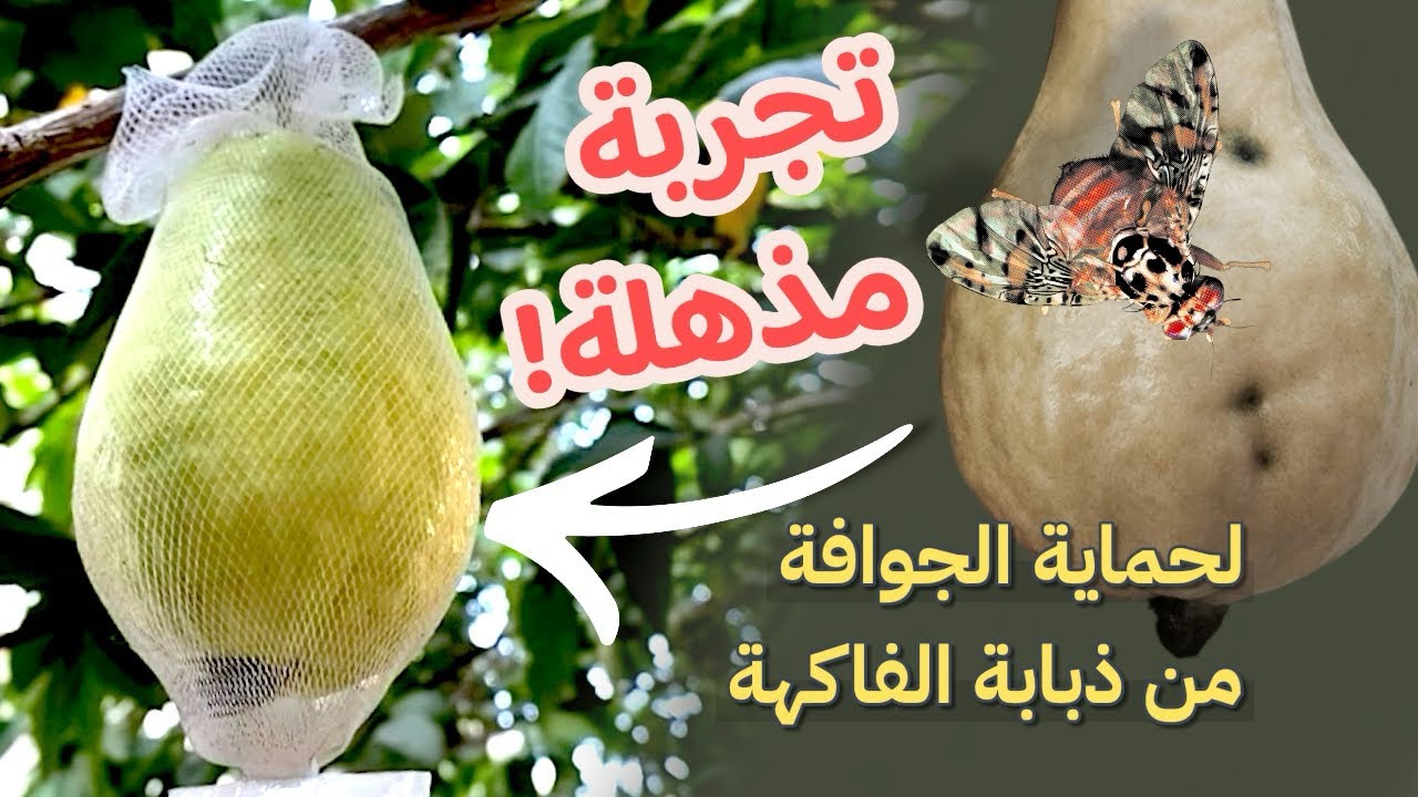 احمِ ثمار الجوافة من ذبابة الفاكهة بطريقة بسيطة وبدون مبيدات !