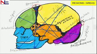 FETAL SKULL | English | Nursing Lecture