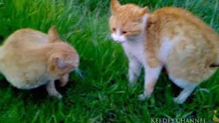 Драка рыжих котов. Red cats fight.