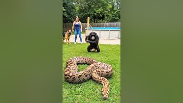 Brave Chimp Saves Golden Shepherd Puppy from Giant Python! #animal #animalrescue #snake #monkey