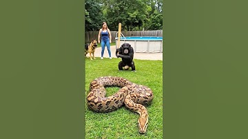 Brave Chimp Saves Golden Shepherd Puppy from Giant Python! #animal #animalrescue #snake #monkey