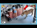 😱🐯You Won’t Believe Who Knocked on My Door…  - Unexpected Animal Guest🤣