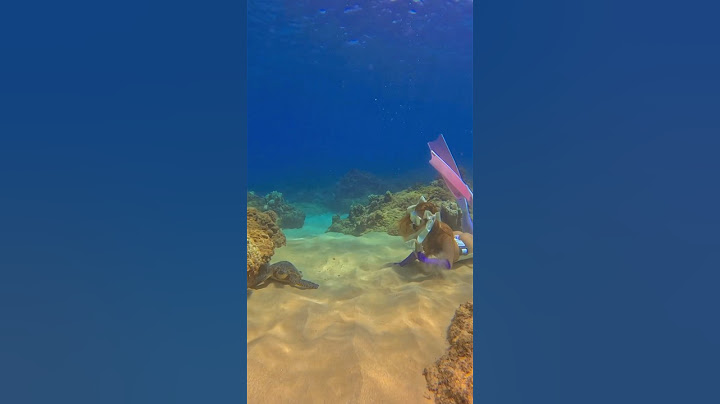 Made a turtle friend underwater #celesstmar #freediver #freediving #underwater #turtle #beach #swim